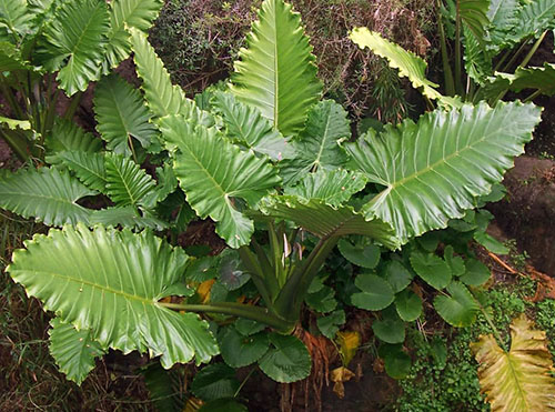 Alocasia plants portora