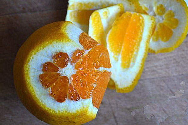 coaceți o portocalie
