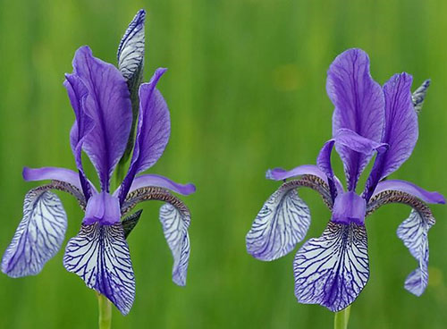 iris khas siberia