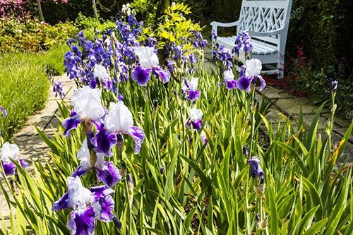 katil bunga dengan iris dari Siberia