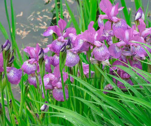 Iris Siberia berhampiran kolam