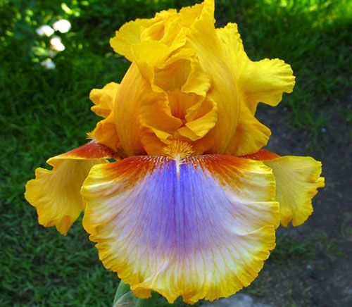 siberia iris kuning
