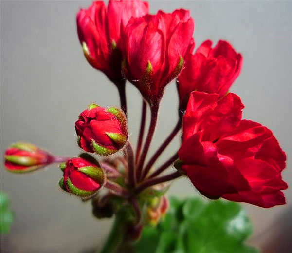 Geranium tulipan Carmen Andrea