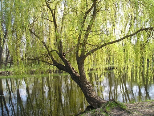 Willows i nærheten av vann