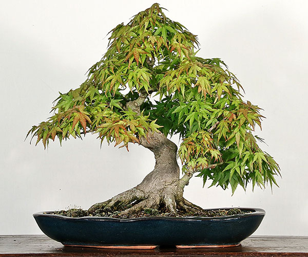 bonsai esdoorn vormen