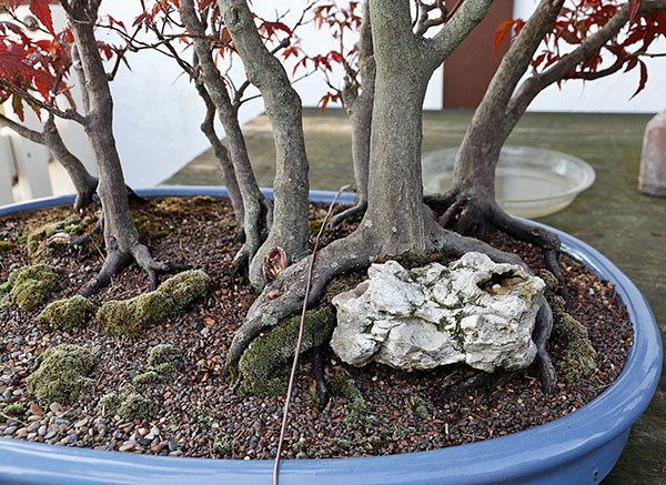 bonsai javor sestava