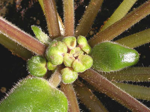 A planta é afetada por ácaros ciclamênicos