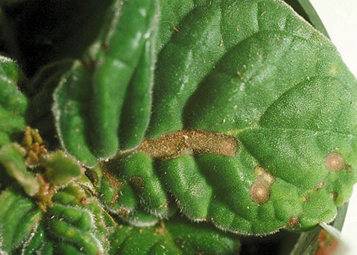 бактериальное поражение листьев глоксинии