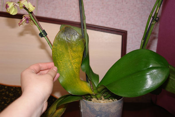 Je favoriete orchidee is ziek geworden
