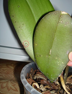 Paddestoel op het blad van de phalaenopsis