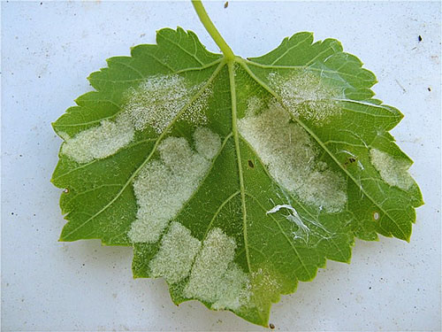 Folha de uva atingida com mofo