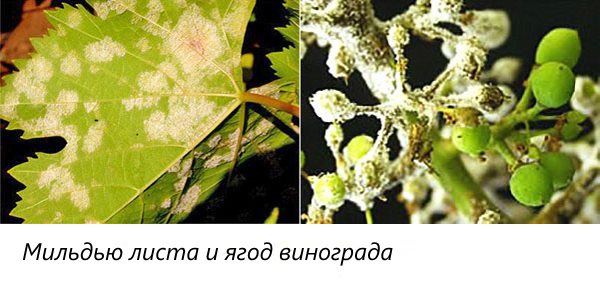 Membransko listje in grozdje