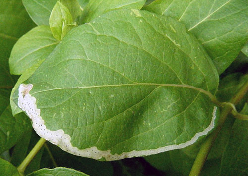Honeysuckle leaf skadat av flugor-miners