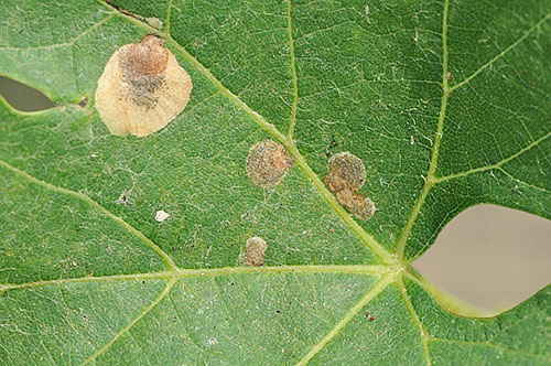 Cercosporosis på löv av kaprifol