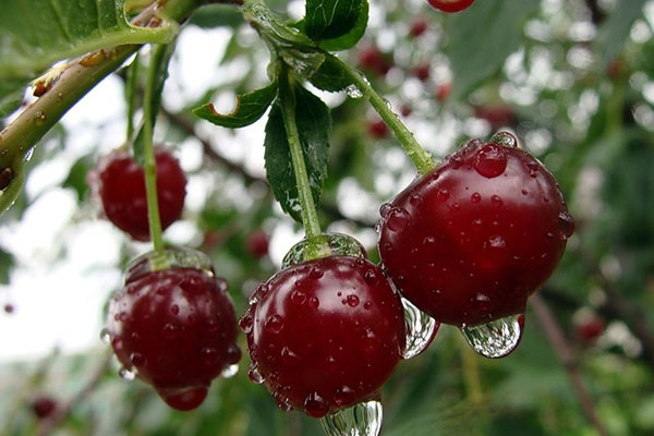 Cherry variety Zhukovskaya