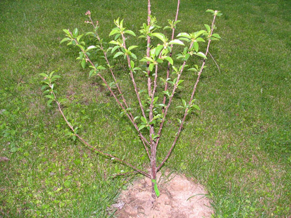 plantering av körsbärsträdlar Zhukovskaya