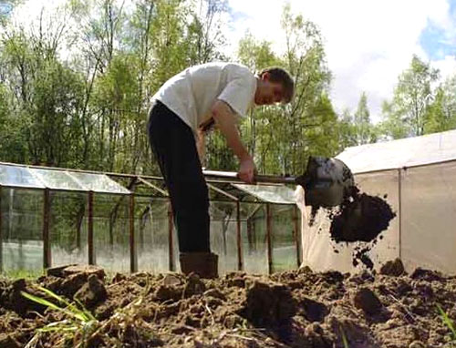 Príprava lôžok na pestovanie bôbov