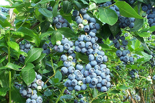 blåbär i landet