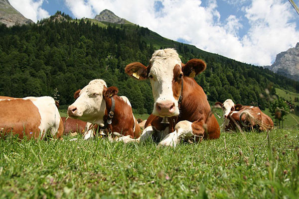 Vacas em pastoreio