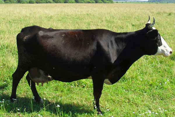 Raça Yaroslavl de vacas