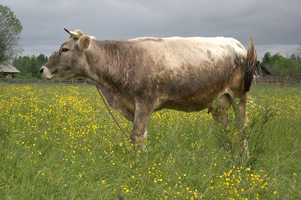 科斯特罗马品种的奶牛