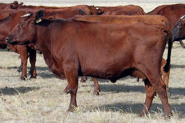 红色草原品种的奶牛