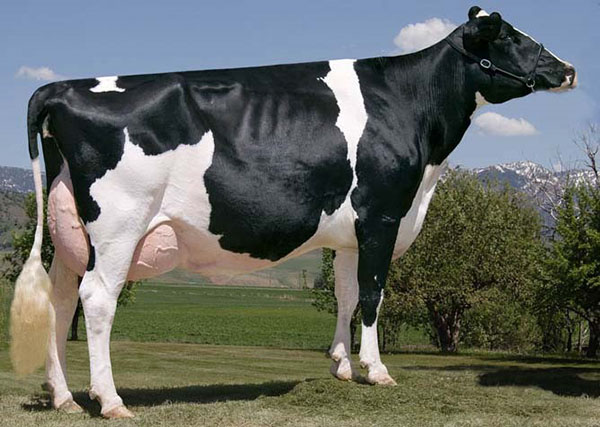 Raça holandesa de vacas leiteiras