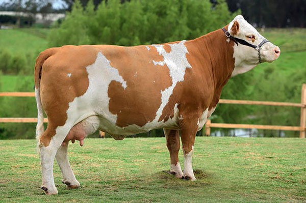西门塔尔牛的品种