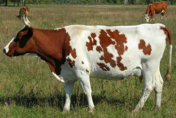 Аиширијска раса крава