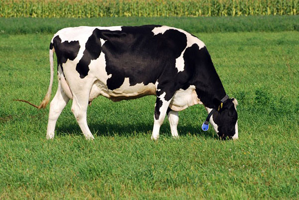 Holstein raser av kyr