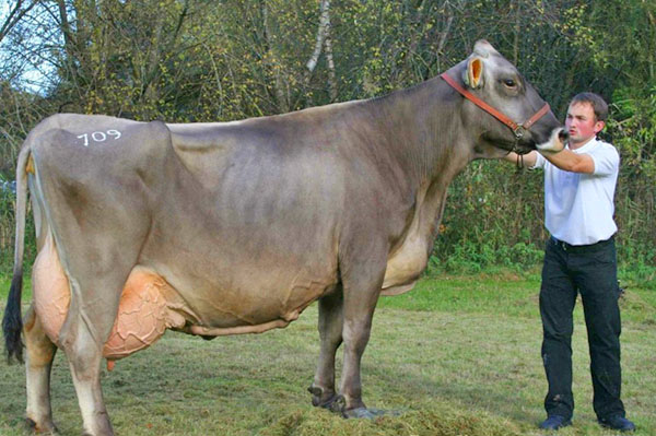 Shvitskaya品种的奶牛