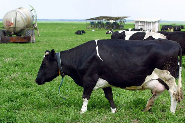 Црно-бела врста крава