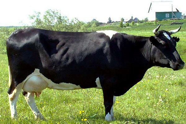 Kholmogory品种的奶牛