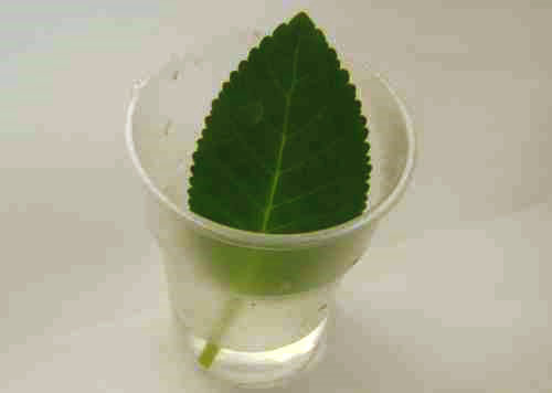 Leaf stabljika