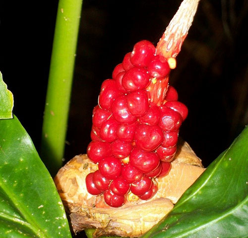 Untuk pembiakan alocasia menggunakan biji segar dari buah selepas berbunga