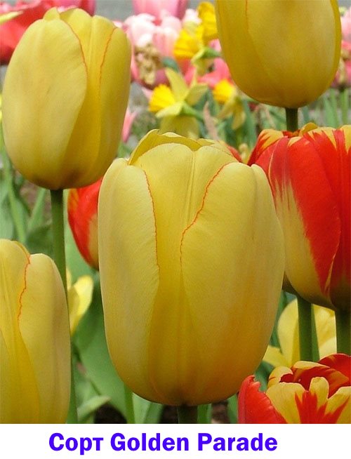 Srednje-srednji tulipani zlate parade