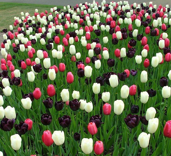 pozni preprosti tulipani
