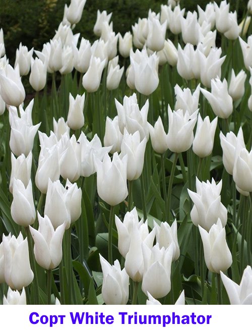 Beli triumfator belega tulipana