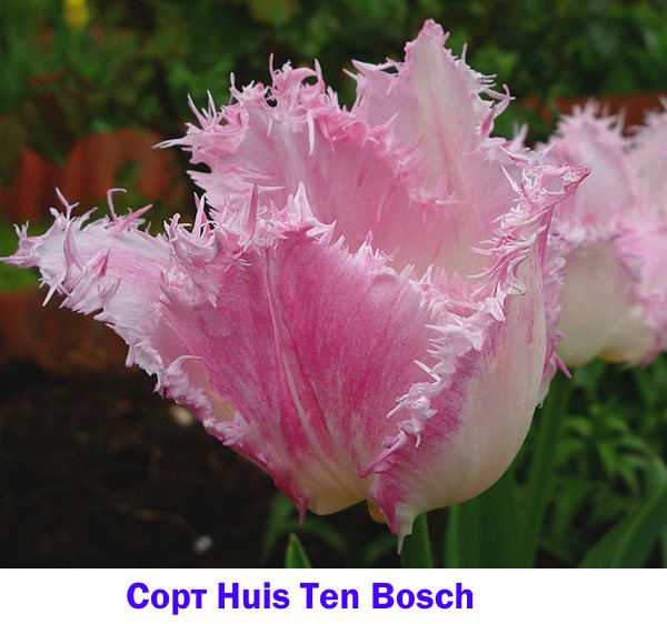 Tulip daripada Huis Ten Bosch