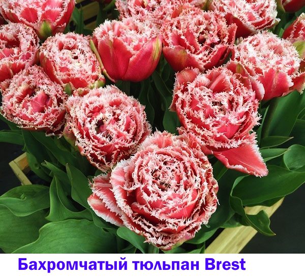 Odporen tulip Brest