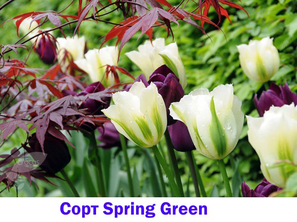 Tulpan Spring Green
