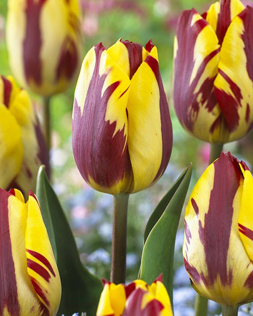 Tulip dengan variegatedness tetap