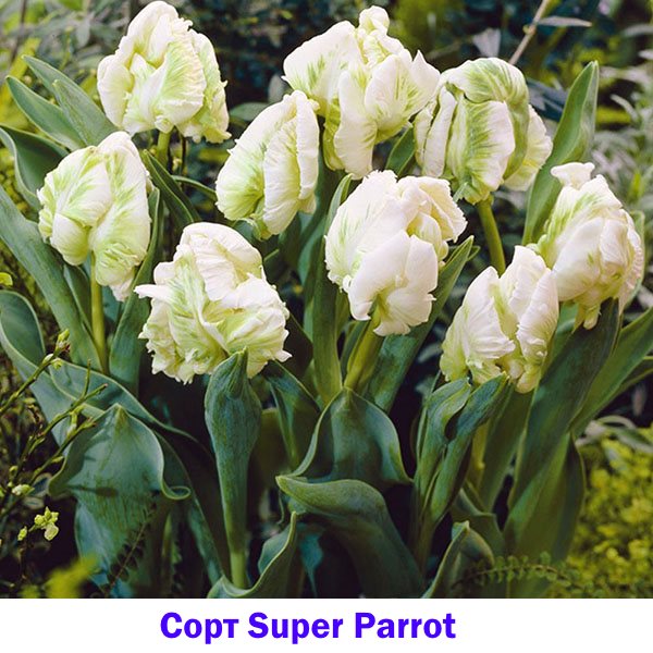 Tulip putih daripada Super Parrot
