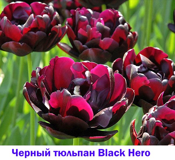 Black Tulip Black Hero