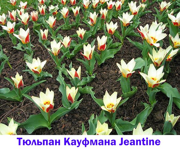 Tulip Kaufmana Jeantine