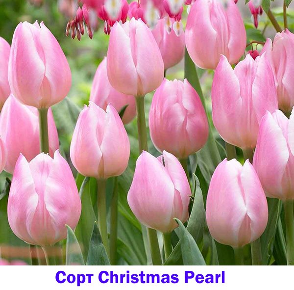 Pink Tulip Christmas Pearl