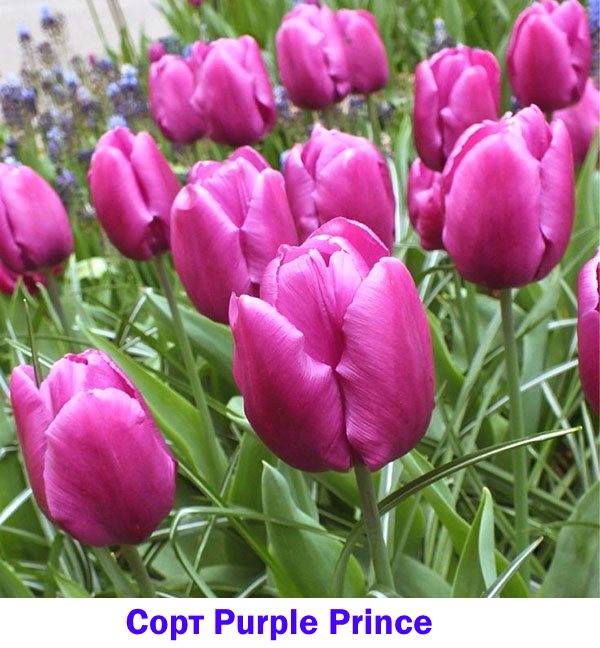 Tulipni zgodnji cvetoč vijolični princ