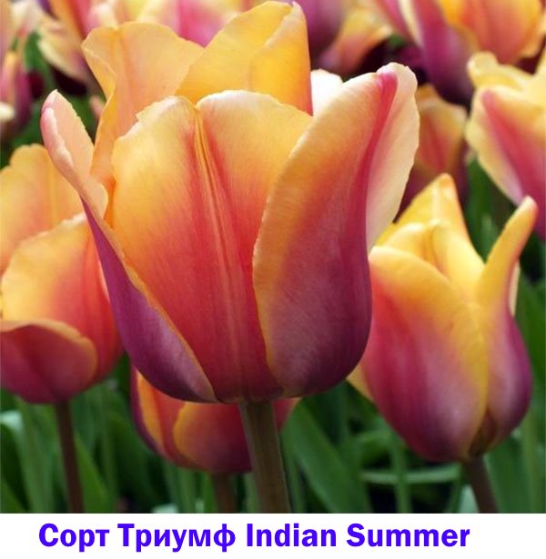 Tulip Triumph Indijsko ljeto