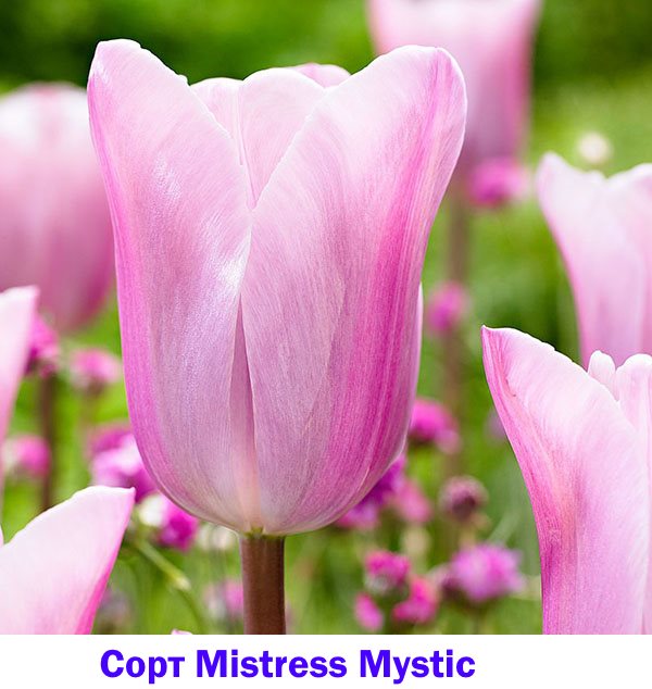 Tulip Mistress Mystic