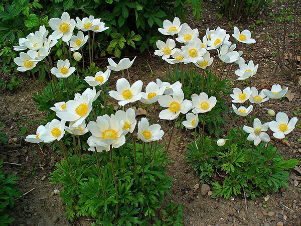 bloei anemonen op het bloembed